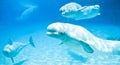 Beluga whales Royalty Free Stock Photo