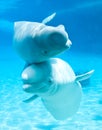 Beluga whales Royalty Free Stock Photo