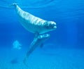 Beluga Whales