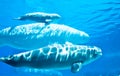 Beluga Whales Royalty Free Stock Photo