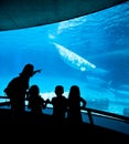 Beluga Whales