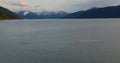 Beluga Whales in Alaska