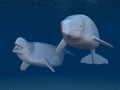 Beluga whales Royalty Free Stock Photo