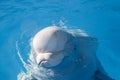 Beluga whales, cute white whale in water, head Royalty Free Stock Photo