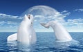 Beluga whales in front of the moon Royalty Free Stock Photo