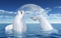 Beluga whales in front of the moon Royalty Free Stock Photo