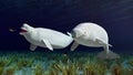 Beluga whales and sea anemones Royalty Free Stock Photo