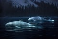 beluga whales surfacing in dark icy waters