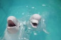 Beluga whales (white whale) in water Royalty Free Stock Photo