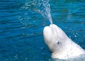 Beluga (White Whale)