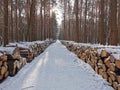 Bemowo Forest. The green part of Warsaw Royalty Free Stock Photo