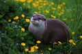 bemused otter