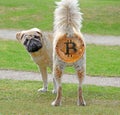 Bemused pedigree pug backside bitcoin cryptocurrency