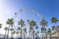 Giant Ferris Wheel Mirador Princess, Panoramic viewpoint between palm trees in Puerto Royalty Free Stock Photo