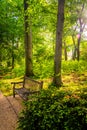 Bench along a path through a forest at John Hopkins University i