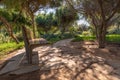 A bench along a path shaded by tall trees, Abu Dhabi