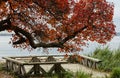 Bench in autum park by a river. Autumnal landscape in a park