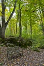 Bench in autumn forest