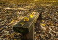 Bench in autumn