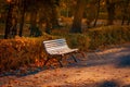 Bench in autumn park alley. Morning landscape in autumn park. Fall season nature scene beauty Royalty Free Stock Photo