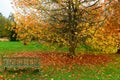 Bench in the autumn Park. Yellow maple leaves in the old city Park. . Autumn yellow tree. Royalty Free Stock Photo