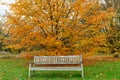 Bench in the autumn Park. Yellow maple leaves in the old city Park. . Autumn yellow tree. Royalty Free Stock Photo