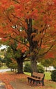 Bench in Autumn