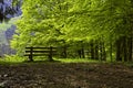 Bench in a beech forest Royalty Free Stock Photo
