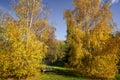 Bench and birch trees in Vallee aux Loups arboretum near Paris, France