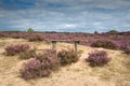 A bench in the blooming heather in the Hoge Veluwe.