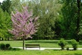 Bench and blossoming tree Royalty Free Stock Photo