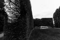 Bench and bush fence, Royal Botanic Garden, Edinburgh, Scotland- monochromatic Royalty Free Stock Photo