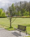 Bench and dead tree