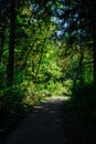 Bench Down a Shaded Path Royalty Free Stock Photo