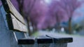 a bench to linger under flowering trees