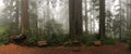 Bench on the foot of tall redwood trees in misty forest