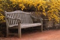 Bench and Forsythia Royalty Free Stock Photo
