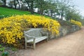 Bench with Forsythia Blooming Royalty Free Stock Photo