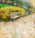 Bench and Forsythia on a Grunge background Royalty Free Stock Photo