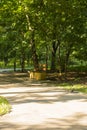 Bench, garbage container, asphalt path in the park. Green trees along the edge of the road in the park