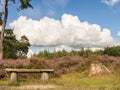 Bench in heathland with dramatic cloud in sky