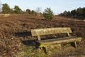 Bench into heathland in spring