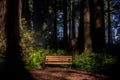 Bench for hikers in a redwood forest at dawn Royalty Free Stock Photo