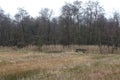 Bench for hikers in typical Weerribben Kalenberg, Netherlands Royalty Free Stock Photo