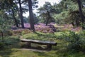Bench on an idyllic place in a heather landscape