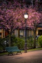 A bench and a lamppost with the beautiful colors of spring in Paris