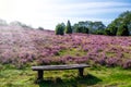 Bench Lueneburg Heath Royalty Free Stock Photo
