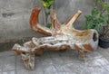 Bench made of tree root. Tree root as a work of art. Wooden seat. Sofa made of natural material. Chair from an old tree.