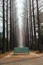 A bench in the mid of a meta sequoia tree lined road in the forests .