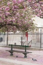 Bench in Notre Dame Park Royalty Free Stock Photo